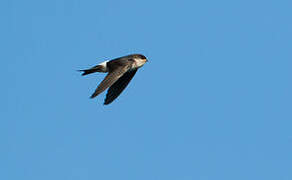 Common House Martin