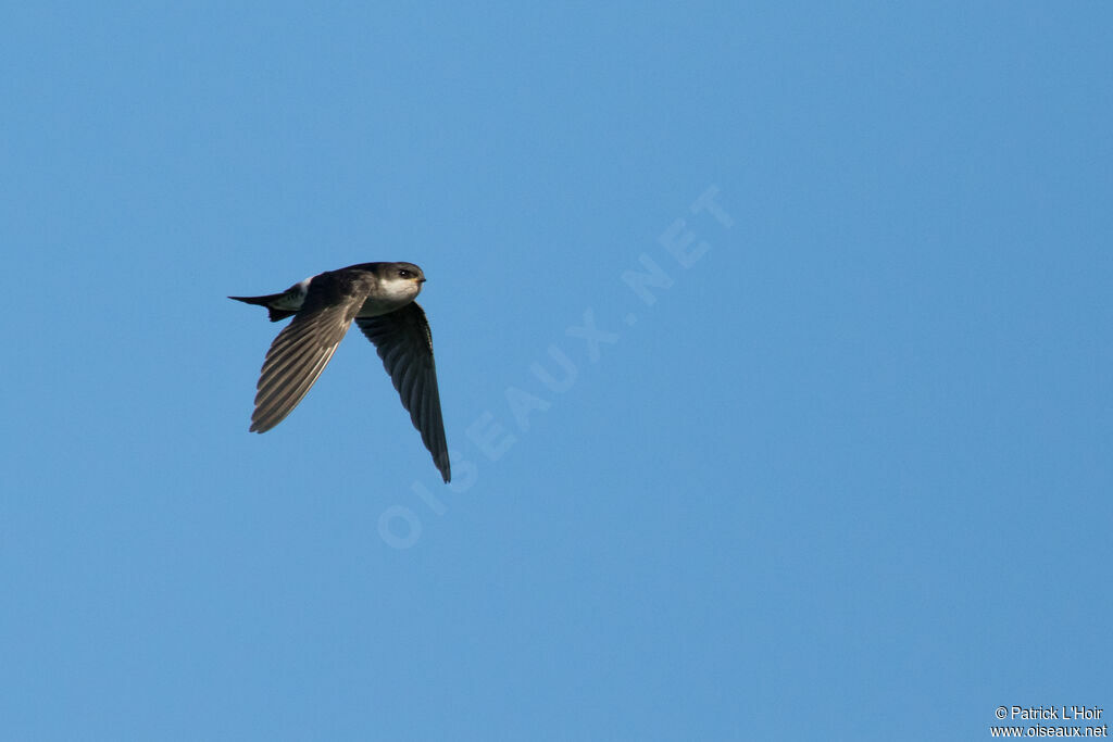 Western House Martin