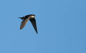 Western House Martin