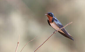 Red-chested Swallow