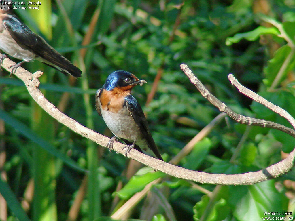 Hirondelle de l'Angola