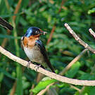 Hirondelle de l'Angola