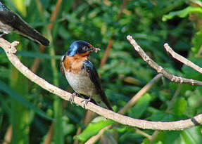 Hirondelle de l'Angola