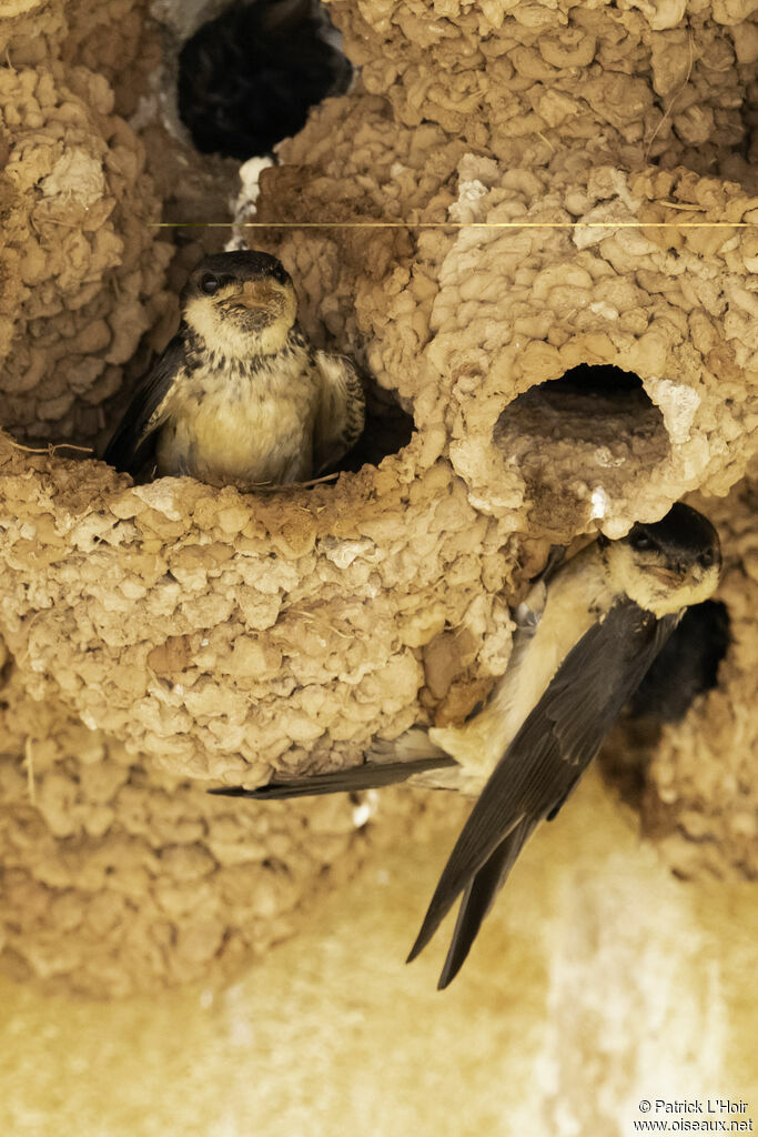 Preuss's Cliff Swallowadult breeding