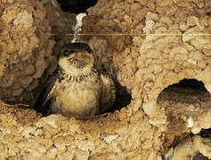 Preuss's Cliff Swallow