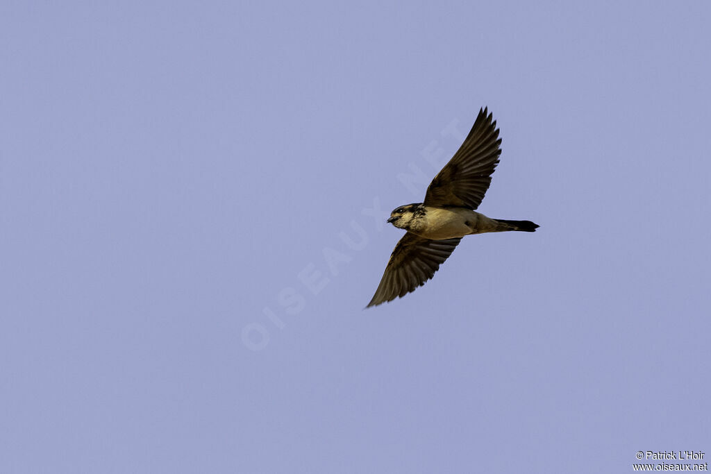 Preuss's Cliff Swallowadult breeding