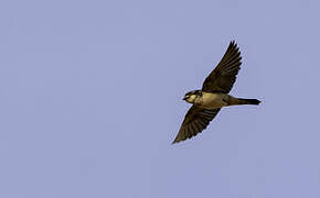 Preuss's Cliff Swallow