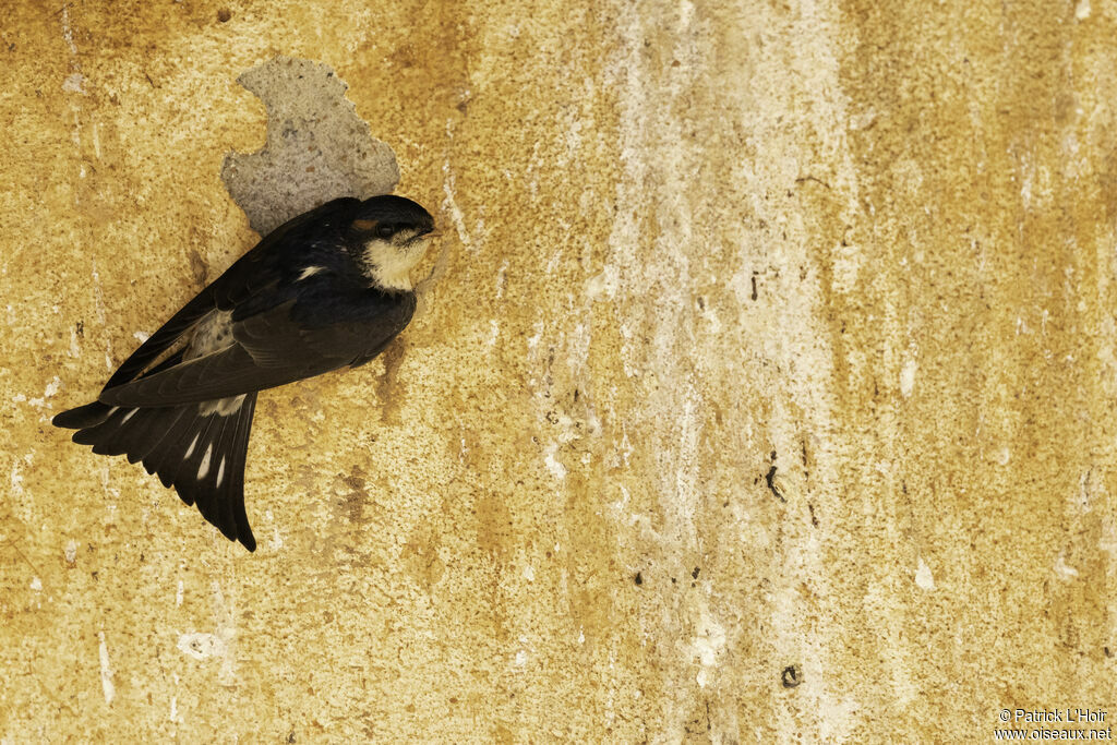 Preuss's Cliff Swallowadult breeding