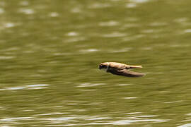 Sand Martin