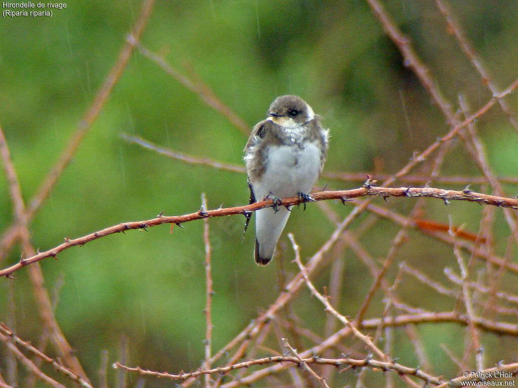 Sand Martin