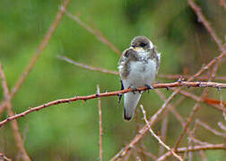 Sand Martin