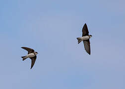 Sand Martin