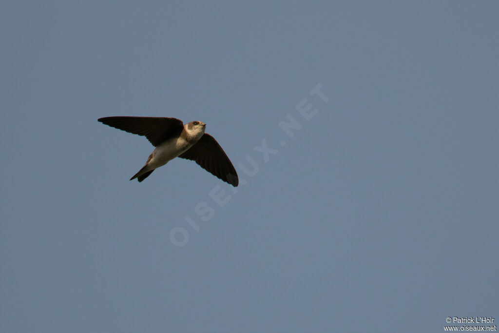 Sand Martin