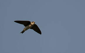 Sand Martin