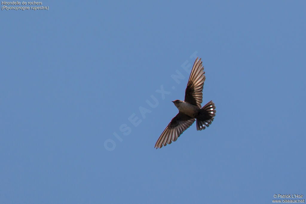 Eurasian Crag Martin