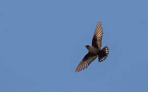 Eurasian Crag Martin