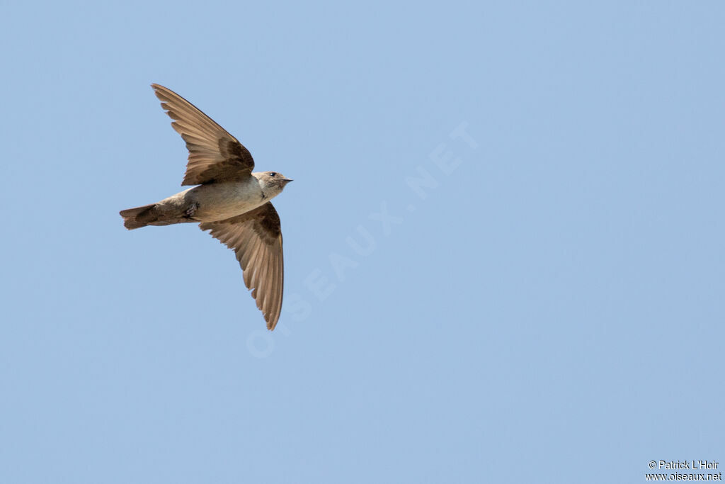 Eurasian Crag Martin