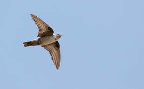 Eurasian Crag Martin