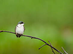 Mangrove Swallow