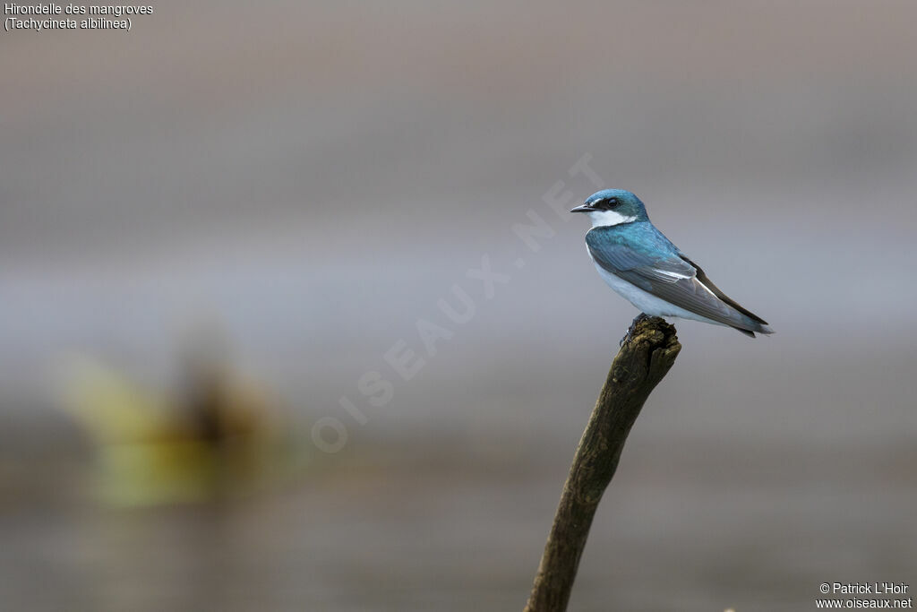 Mangrove Swallow