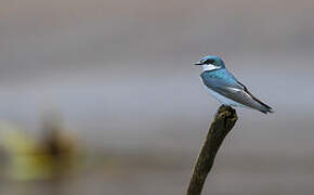 Mangrove Swallow