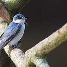 Hirondelle des mangroves