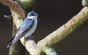 Mangrove Swallow