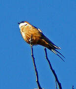 Mosque Swallow