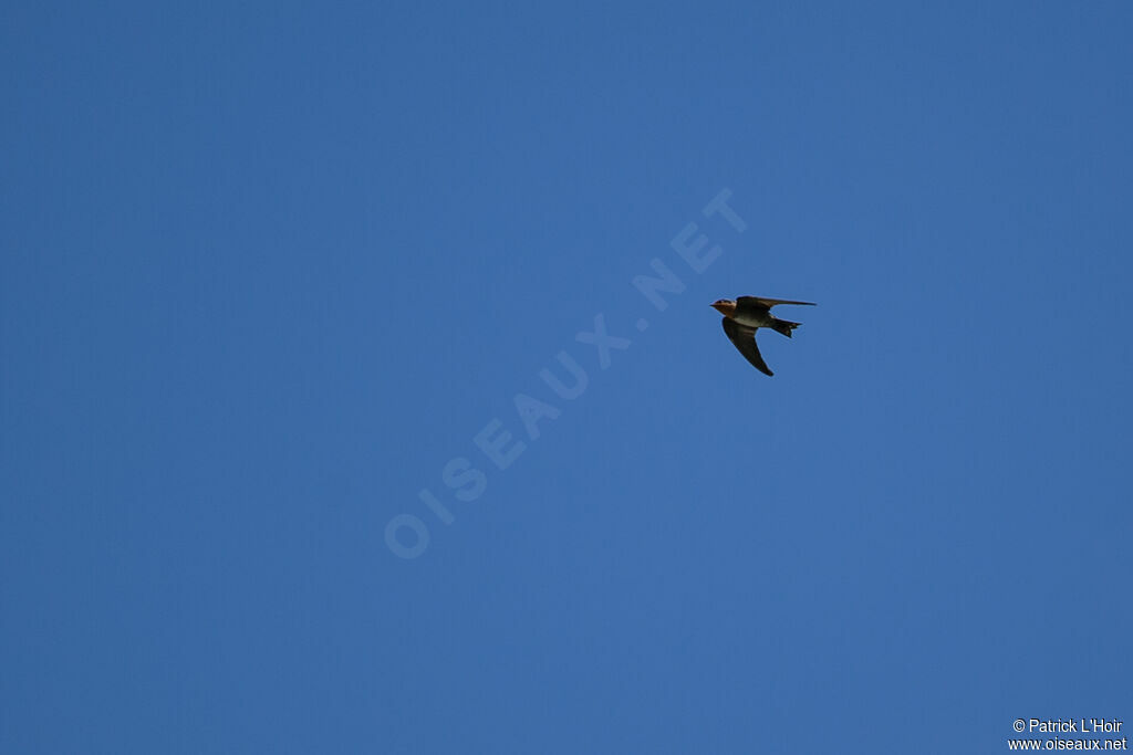 Hill Swallowadult, Flight