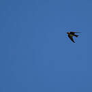 Hirondelle des Nilgiri