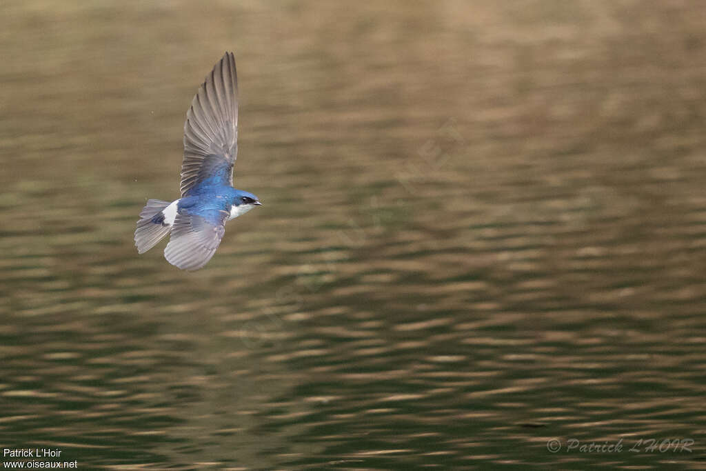 Chilean Swallowadult, Flight