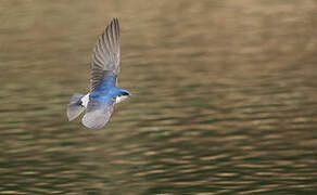 Chilean Swallow