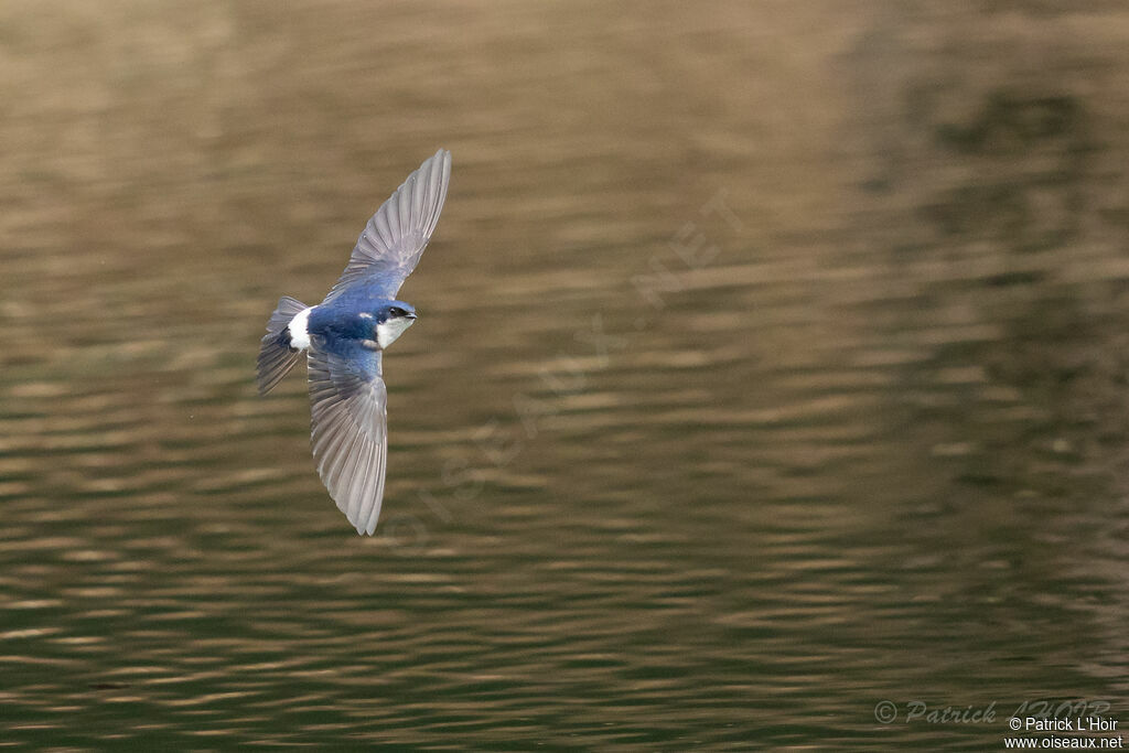 Chilean Swallow