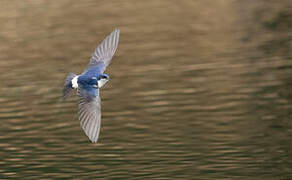 Chilean Swallow