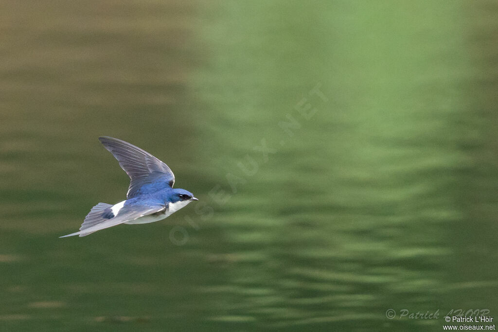 Chilean Swallow