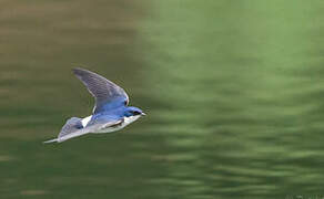 Chilean Swallow