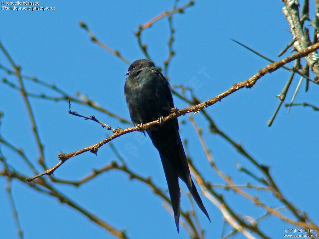 Black Saw-wing