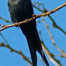 Hirondelle hérissée