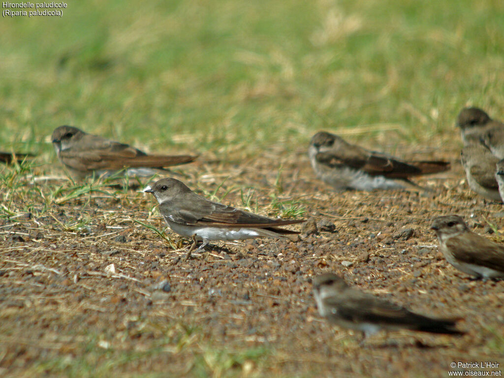 Brown-throated Martin