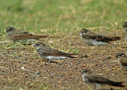 Brown-throated Martin