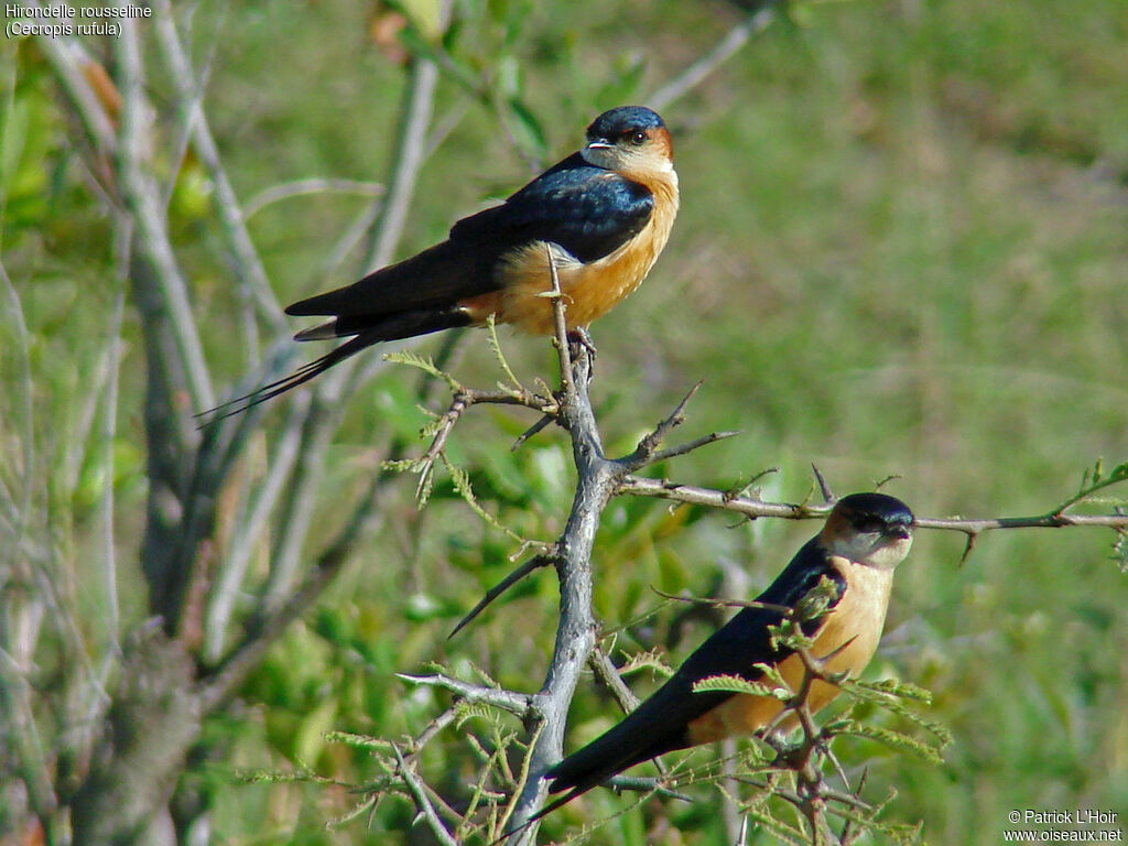 Hirondelle rousseline