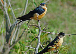 Red-rumped Swallow