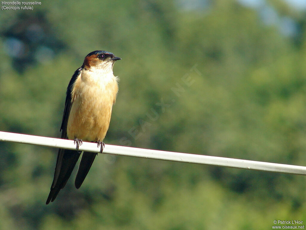 Hirondelle rousseline