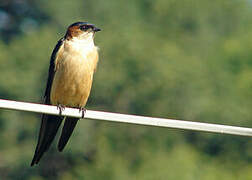 Red-rumped Swallow