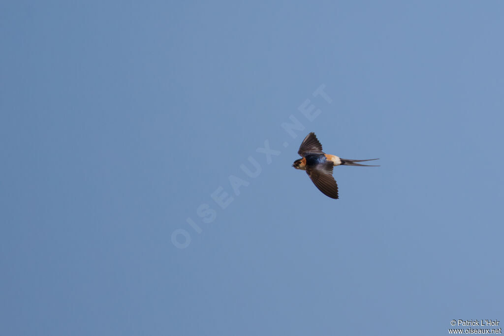 European Red-rumped Swallow