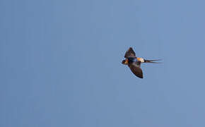 Hirondelle rousseline