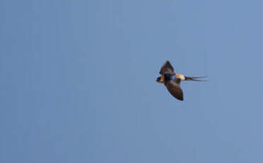 Hirondelle rousseline