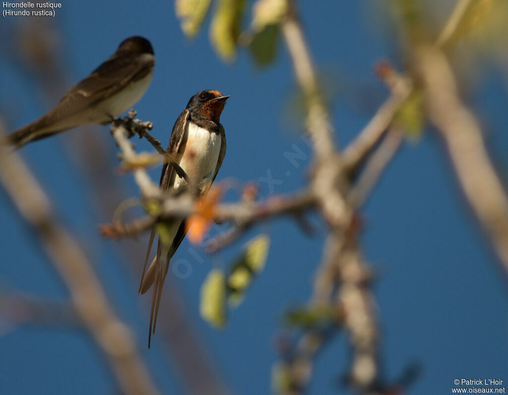 Barn Swallowadult