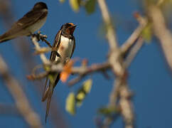 Barn Swallow