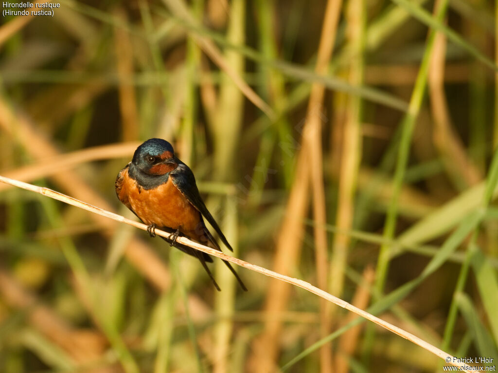 Hirondelle rustiqueadulte